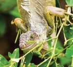 shutterstock_333065969