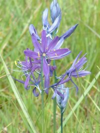 A Camas flower
