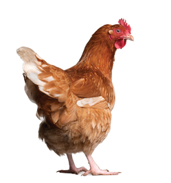 A hen
