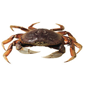 A crab