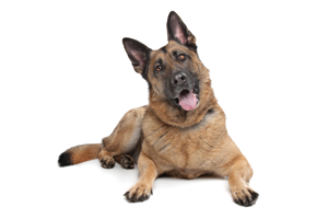 A German Shepherd dog