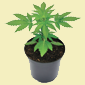 A marijuana plant