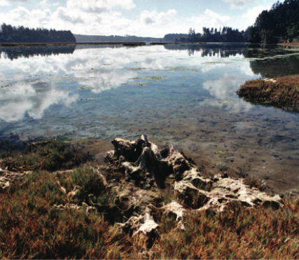 An estuary surrounded by trees