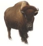 A buffalo