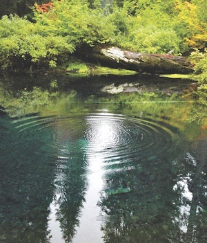 A river and bank with trees