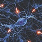 Red signals travel to blue neurons