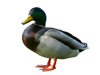 A Mallard duck