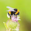 A Honeybee pollinating a flower