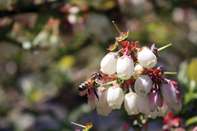 A Honeybee near white flowers